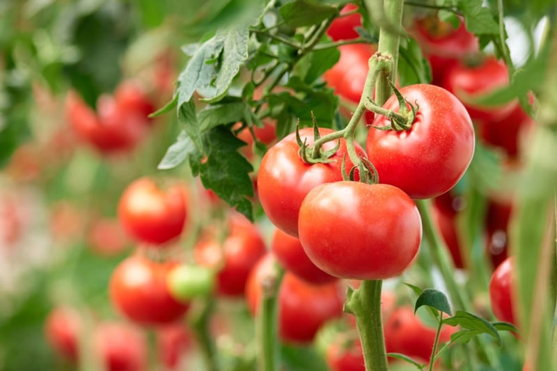 خواص سلامتی گوجه فرنگی