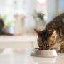 راهنمای خرید غذای مرطوب گربه خانگی کنسرو شده