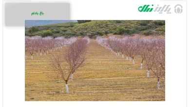 guide Irrigation of almond seedlings